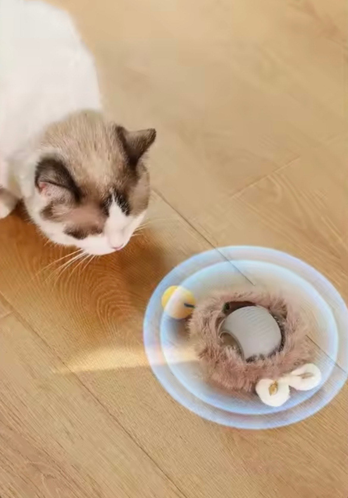 Automatisches Katzenspielzeug